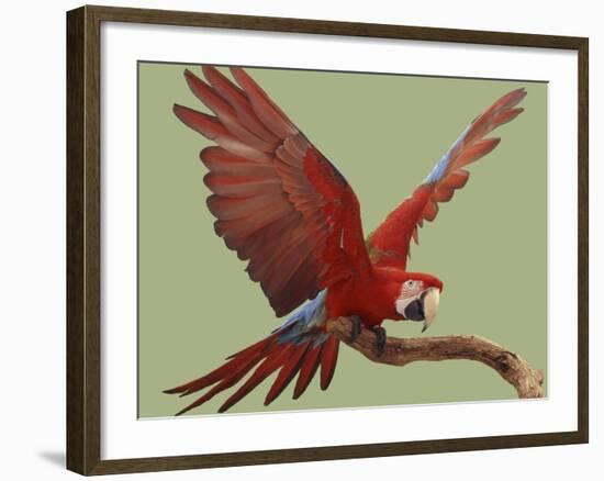 Green Winged Macaw {Ara Chloroptera} on Perch with Wings Spread. Captive. UK-Mark Taylor-Framed Photographic Print
