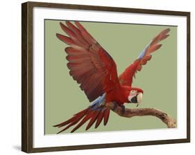 Green Winged Macaw {Ara Chloroptera} on Perch with Wings Spread. Captive. UK-Mark Taylor-Framed Photographic Print