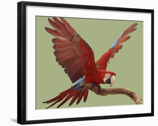 Green Winged Macaw {Ara Chloroptera} on Perch with Wings Spread. Captive. UK-Mark Taylor-Framed Photographic Print