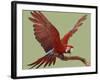 Green Winged Macaw {Ara Chloroptera} on Perch with Wings Spread. Captive. UK-Mark Taylor-Framed Photographic Print