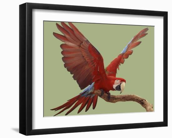 Green Winged Macaw {Ara Chloroptera} on Perch with Wings Spread. Captive. UK-Mark Taylor-Framed Photographic Print