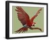 Green Winged Macaw {Ara Chloroptera} on Perch with Wings Spread. Captive. UK-Mark Taylor-Framed Photographic Print