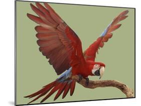 Green Winged Macaw {Ara Chloroptera} on Perch with Wings Spread. Captive. UK-Mark Taylor-Mounted Photographic Print