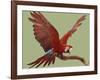 Green Winged Macaw {Ara Chloroptera} on Perch with Wings Spread. Captive. UK-Mark Taylor-Framed Photographic Print