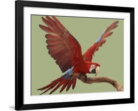 Green Winged Macaw {Ara Chloroptera} on Perch with Wings Spread. Captive. UK-Mark Taylor-Framed Photographic Print