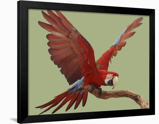 Green Winged Macaw {Ara Chloroptera} on Perch with Wings Spread. Captive. UK-Mark Taylor-Framed Photographic Print