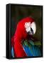 Green-Winged Macaw (Ara Chloropterus)-Lynn M^ Stone-Framed Stretched Canvas