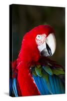 Green-Winged Macaw (Ara Chloropterus)-Lynn M^ Stone-Stretched Canvas