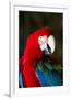 Green-Winged Macaw (Ara Chloropterus)-Lynn M^ Stone-Framed Premium Photographic Print