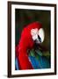 Green-Winged Macaw (Ara Chloropterus)-Lynn M^ Stone-Framed Premium Photographic Print