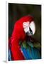 Green-Winged Macaw (Ara Chloropterus)-Lynn M^ Stone-Framed Premium Photographic Print