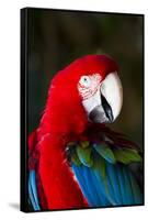 Green-Winged Macaw (Ara Chloropterus)-Lynn M^ Stone-Framed Stretched Canvas