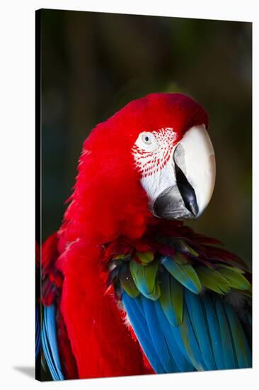 Green-Winged Macaw (Ara Chloropterus)-Lynn M^ Stone-Stretched Canvas