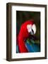 Green-Winged Macaw (Ara Chloropterus)-Lynn M^ Stone-Framed Photographic Print