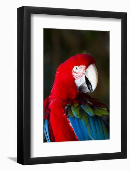 Green-Winged Macaw (Ara Chloropterus)-Lynn M^ Stone-Framed Photographic Print