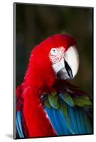 Green-Winged Macaw (Ara Chloropterus)-Lynn M^ Stone-Mounted Photographic Print