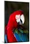 Green-Winged Macaw (Ara Chloropterus)-Lynn M^ Stone-Mounted Photographic Print