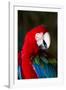 Green-Winged Macaw (Ara Chloropterus)-Lynn M^ Stone-Framed Photographic Print