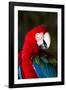 Green-Winged Macaw (Ara Chloropterus)-Lynn M^ Stone-Framed Photographic Print