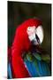 Green-Winged Macaw (Ara Chloropterus)-Lynn M^ Stone-Mounted Photographic Print