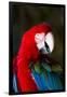 Green-Winged Macaw (Ara Chloropterus)-Lynn M^ Stone-Framed Photographic Print