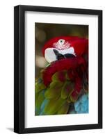 Green-Winged Macaw (Ara Chloropterus)-Lynn M^ Stone-Framed Photographic Print