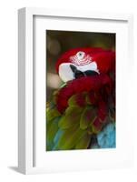 Green-Winged Macaw (Ara Chloropterus)-Lynn M^ Stone-Framed Photographic Print