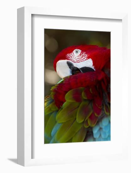 Green-Winged Macaw (Ara Chloropterus)-Lynn M^ Stone-Framed Photographic Print