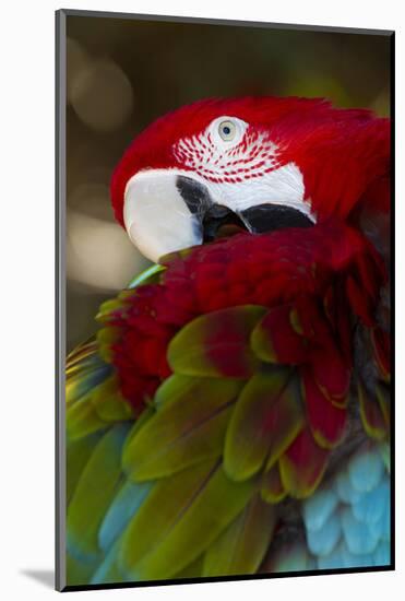 Green-Winged Macaw (Ara Chloropterus)-Lynn M^ Stone-Mounted Photographic Print