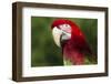 Green-Winged Macaw (Ara Chloropterus)-Lynn M^ Stone-Framed Photographic Print