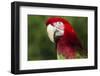 Green-Winged Macaw (Ara Chloropterus)-Lynn M^ Stone-Framed Photographic Print