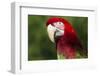 Green-Winged Macaw (Ara Chloropterus)-Lynn M^ Stone-Framed Photographic Print