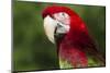 Green-Winged Macaw (Ara Chloropterus)-Lynn M^ Stone-Mounted Photographic Print