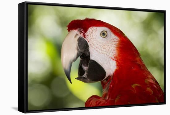 Green-Winged Macaw (Captive), South America, Excl-Lynn M^ Stone-Framed Stretched Canvas