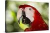 Green-Winged Macaw (Captive), South America, Excl-Lynn M^ Stone-Stretched Canvas