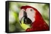 Green-Winged Macaw (Captive), South America, Excl-Lynn M^ Stone-Framed Stretched Canvas