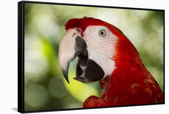 Green-Winged Macaw (Captive), South America, Excl-Lynn M^ Stone-Framed Stretched Canvas