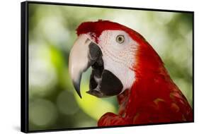Green-Winged Macaw (Captive), South America, Excl-Lynn M^ Stone-Framed Stretched Canvas