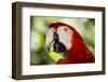 Green-Winged Macaw (Captive), South America, Excl-Lynn M^ Stone-Framed Photographic Print