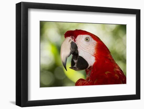 Green-Winged Macaw (Captive), South America, Excl-Lynn M^ Stone-Framed Photographic Print