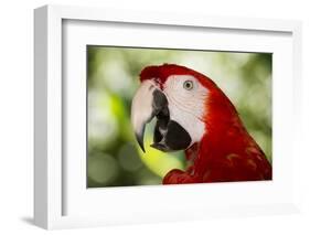 Green-Winged Macaw (Captive), South America, Excl-Lynn M^ Stone-Framed Photographic Print