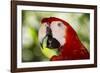 Green-Winged Macaw (Captive), South America, Excl-Lynn M^ Stone-Framed Photographic Print