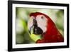 Green-Winged Macaw (Captive), South America, Excl-Lynn M^ Stone-Framed Photographic Print