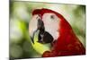 Green-Winged Macaw (Captive), South America, Excl-Lynn M^ Stone-Mounted Photographic Print