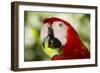 Green-Winged Macaw (Captive), South America, Excl-Lynn M^ Stone-Framed Photographic Print