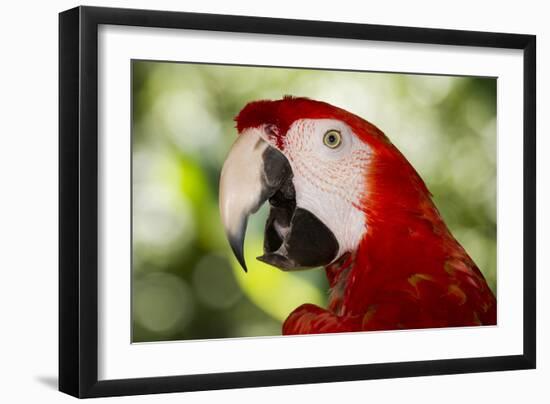 Green-Winged Macaw (Captive), South America, Excl-Lynn M^ Stone-Framed Photographic Print