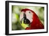 Green-Winged Macaw (Captive), South America, Excl-Lynn M^ Stone-Framed Photographic Print