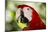 Green-Winged Macaw (Captive), South America, Excl-Lynn M^ Stone-Mounted Photographic Print