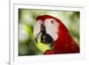 Green-Winged Macaw (Captive), South America, Excl-Lynn M^ Stone-Framed Photographic Print