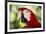 Green-Winged Macaw (Captive), South America, Excl-Lynn M^ Stone-Framed Photographic Print